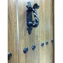 Porte d'entrée MAS rustica 80 cm 45 mm en acier inoxydable